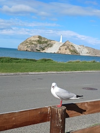 Seagull came each day