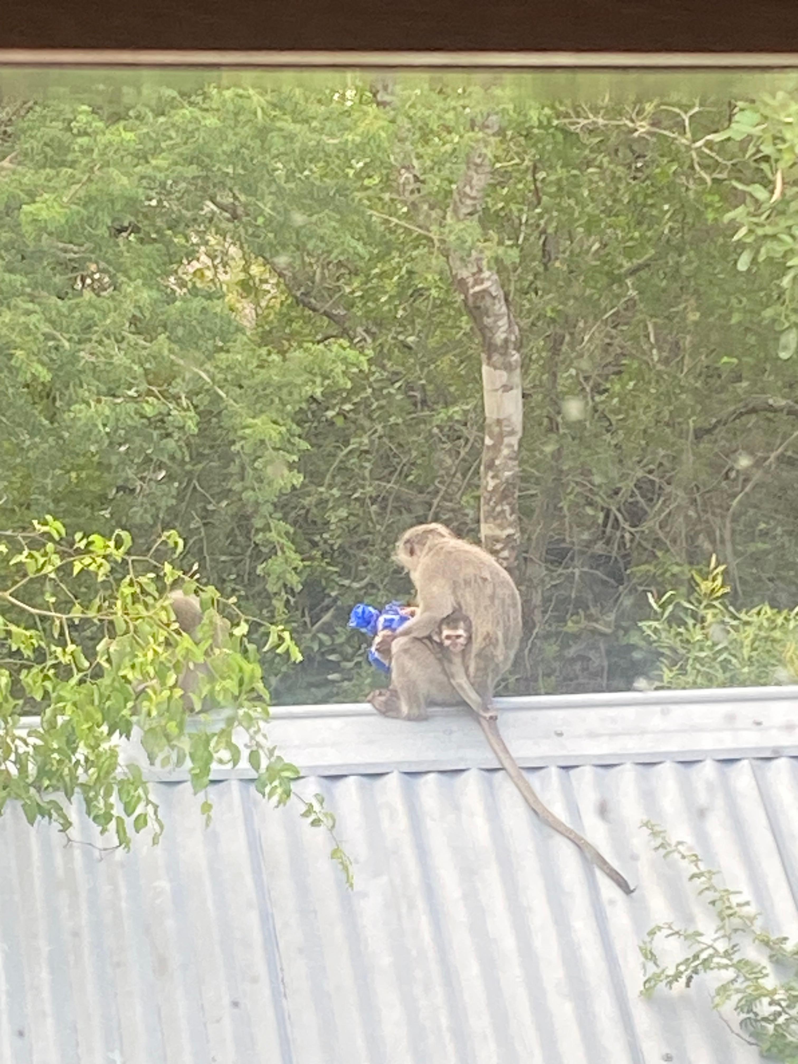 The cutest bread thief in the world