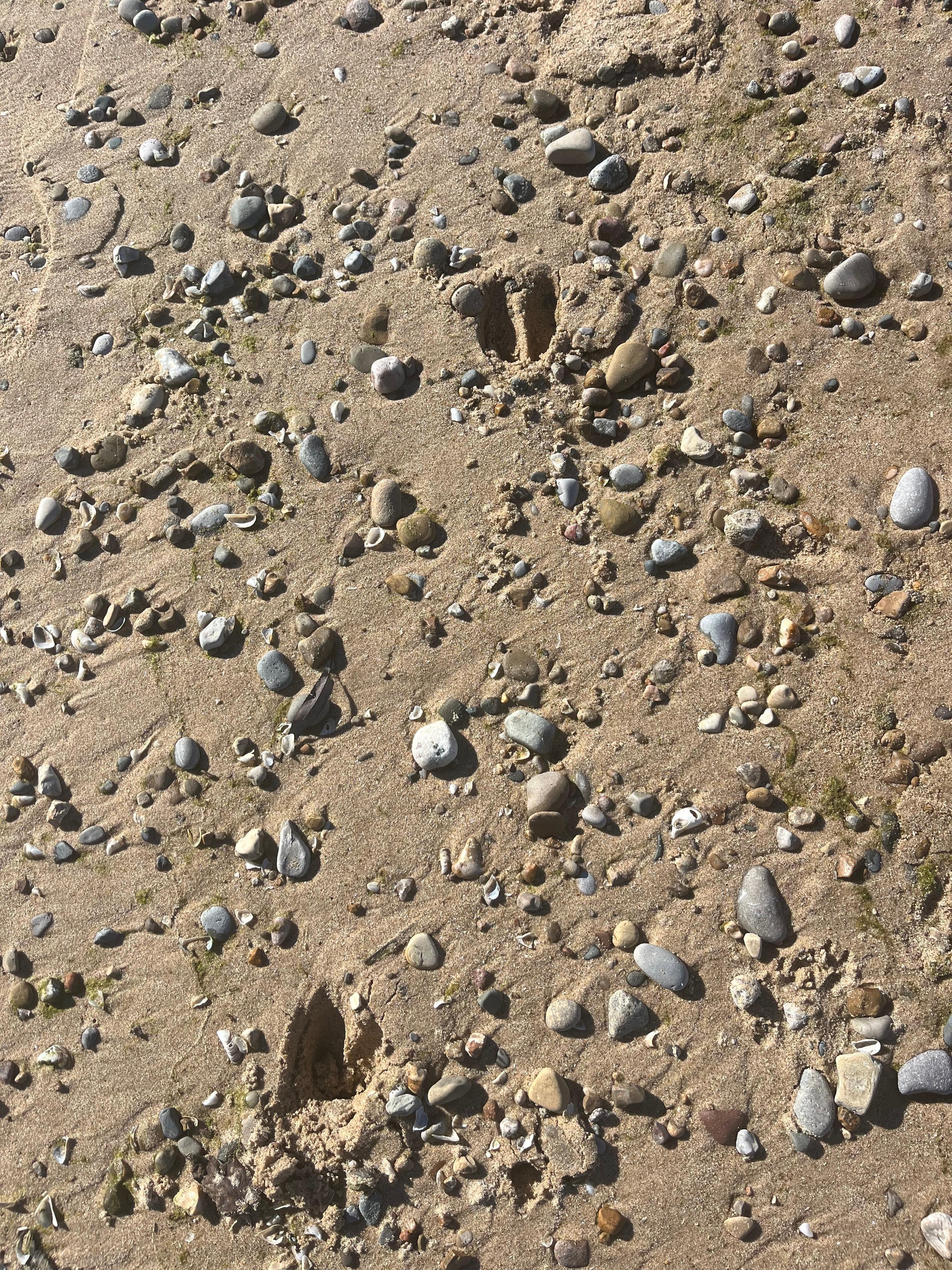 Deer tracks on the sandy beach. 