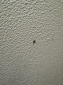 Stain on the walls, shower glass was splattered and not cleaned.