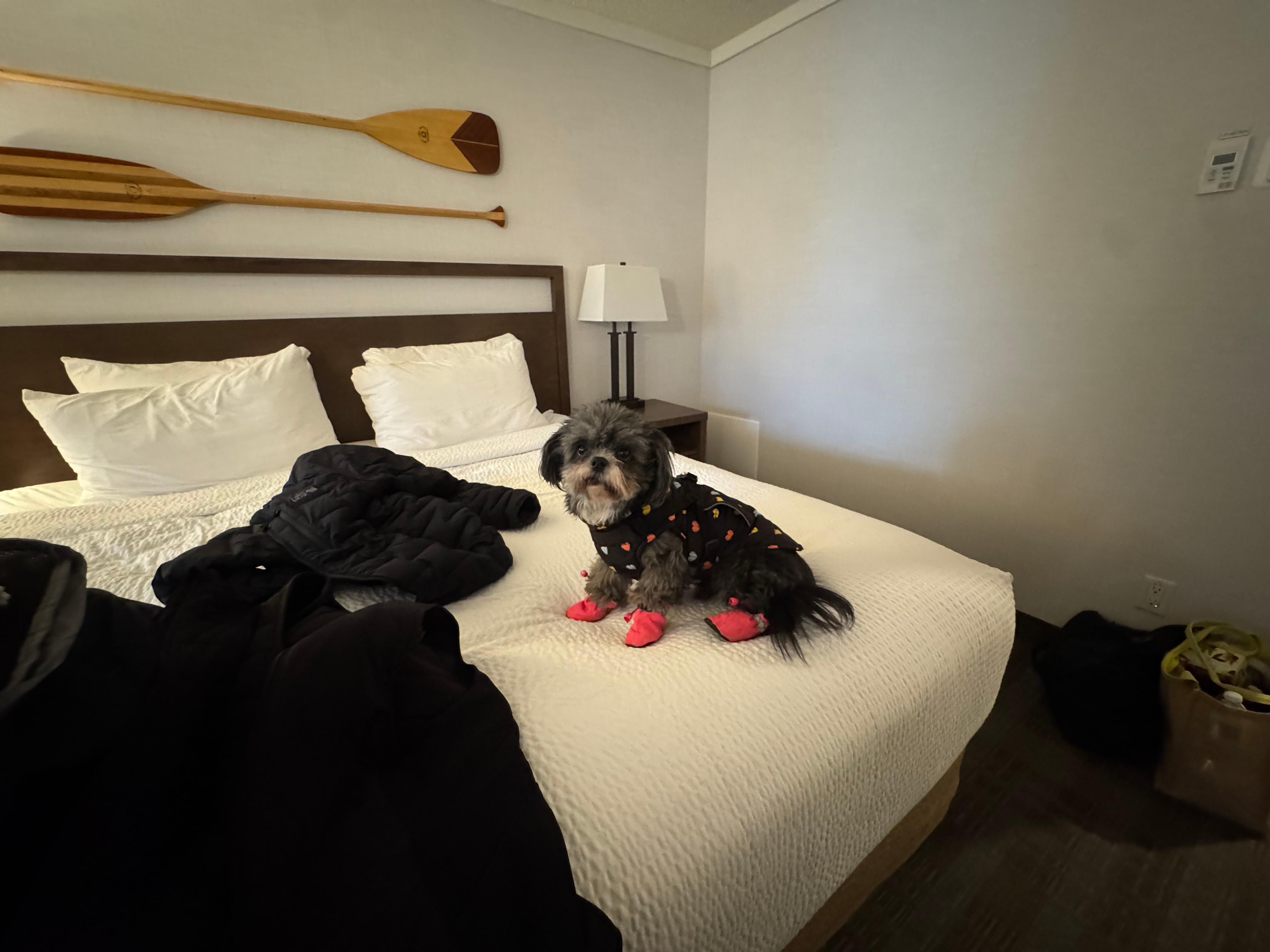 Oogie ready for a cold walk 