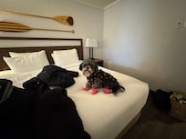 Oogie ready for a cold walk