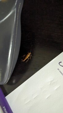 Cockroach found on dresser.