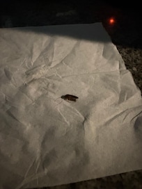 Cockroach