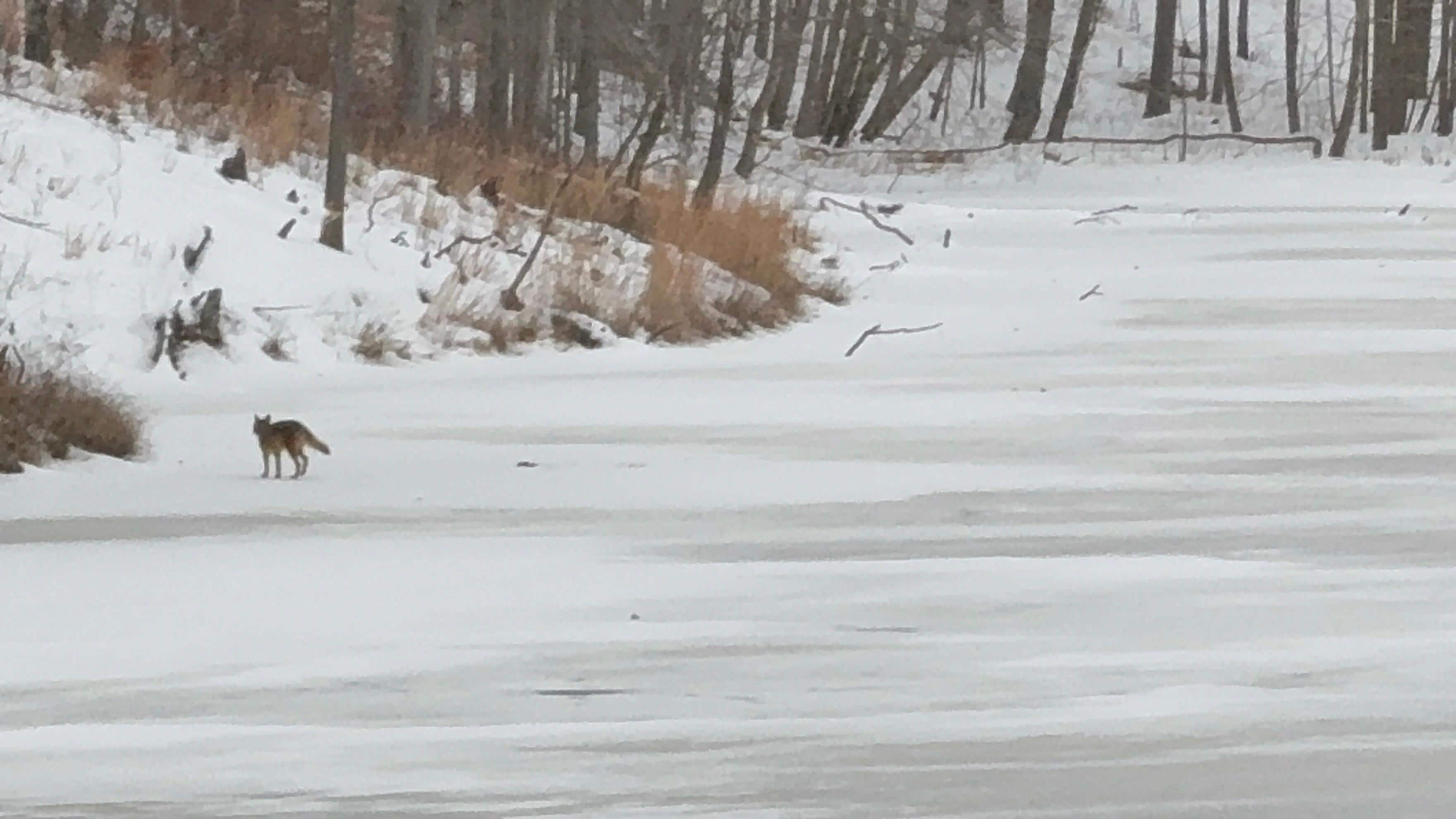 We saw several birds, deer and a coyote.
