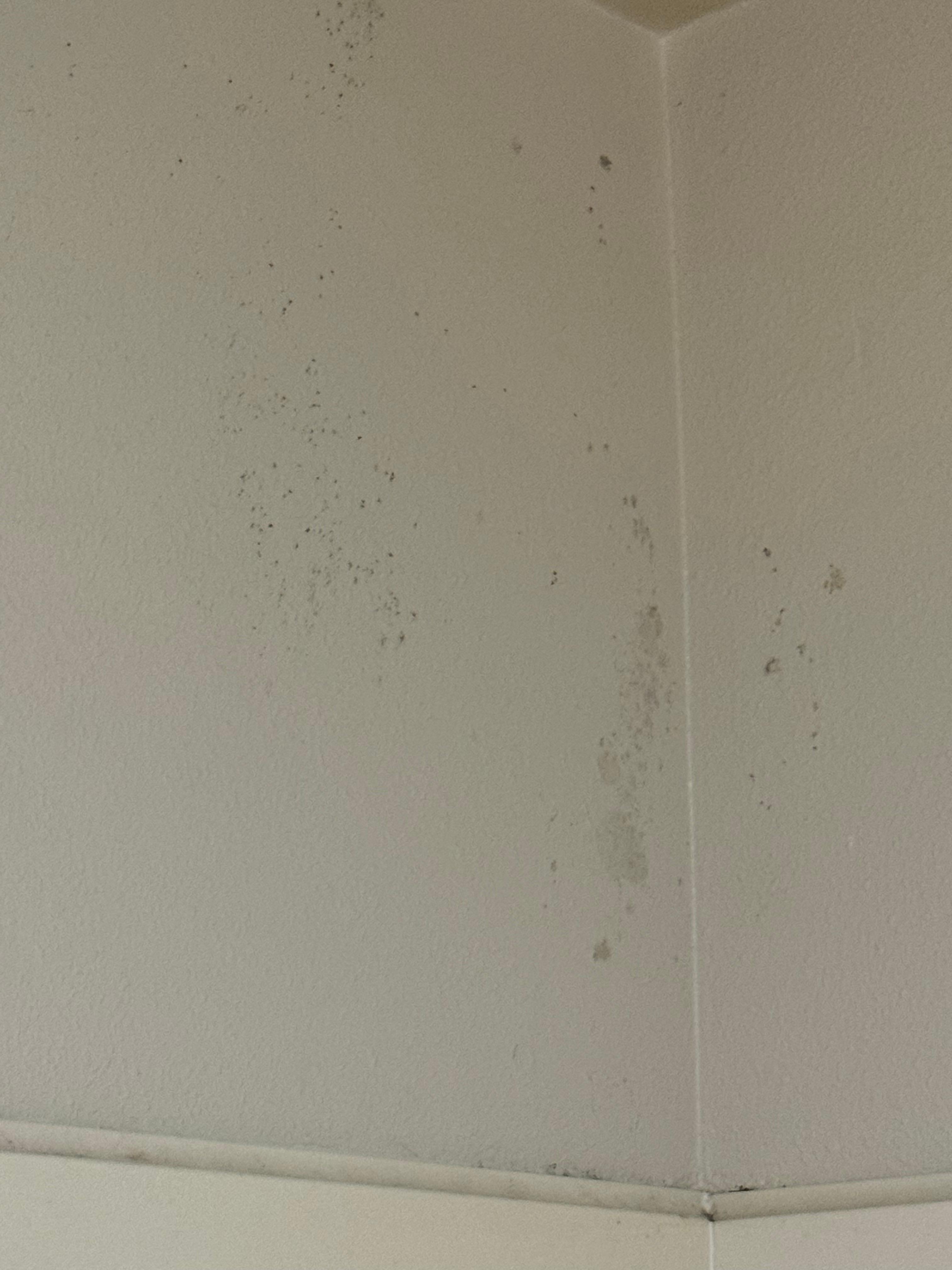 Bathroom ceiling 