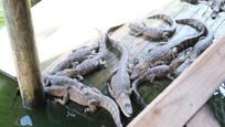 Alligators at Fudpuckers.