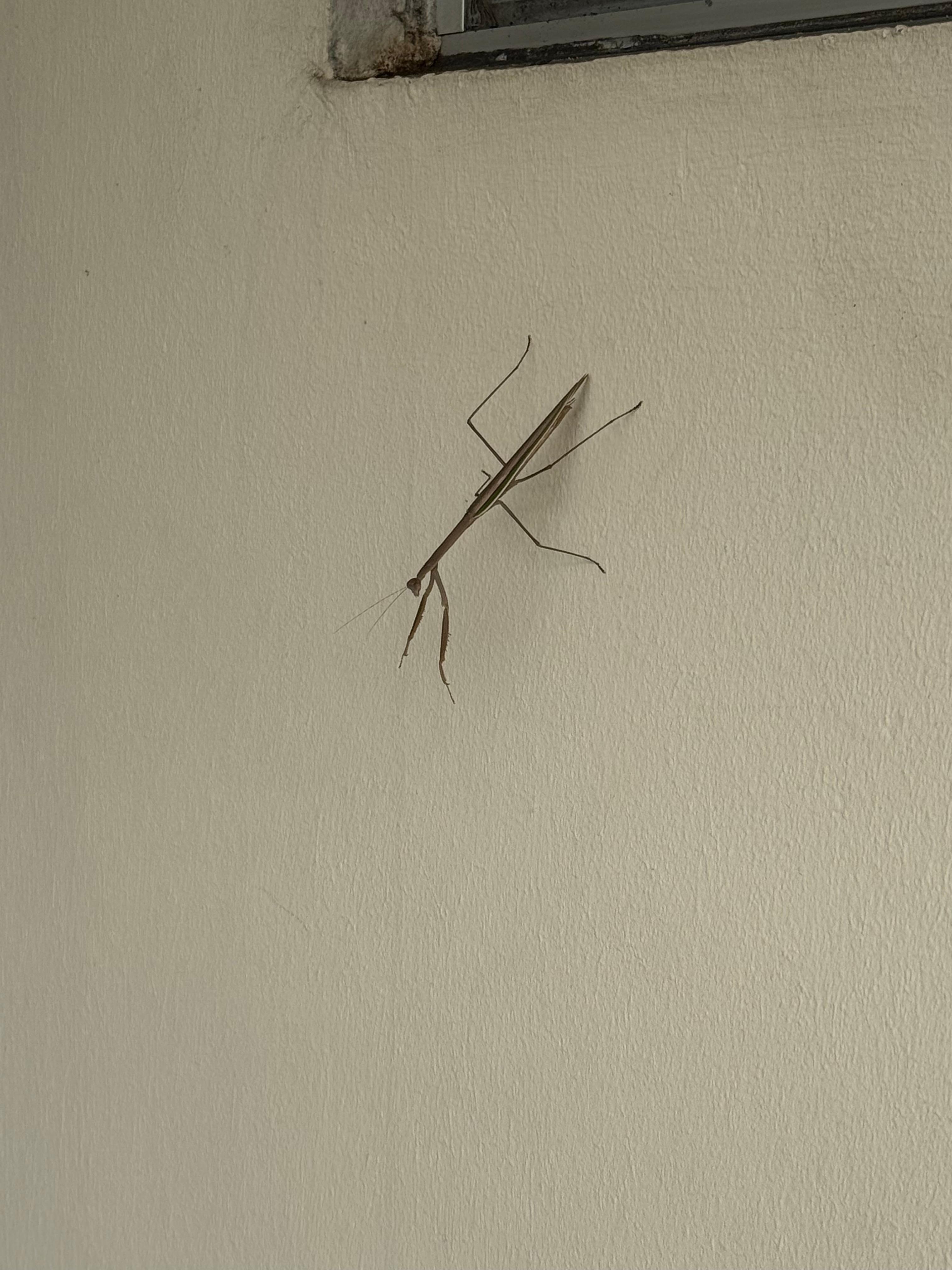 Praying Mantis visitor outside wall!