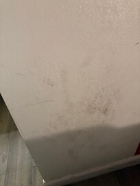 Mold on wall