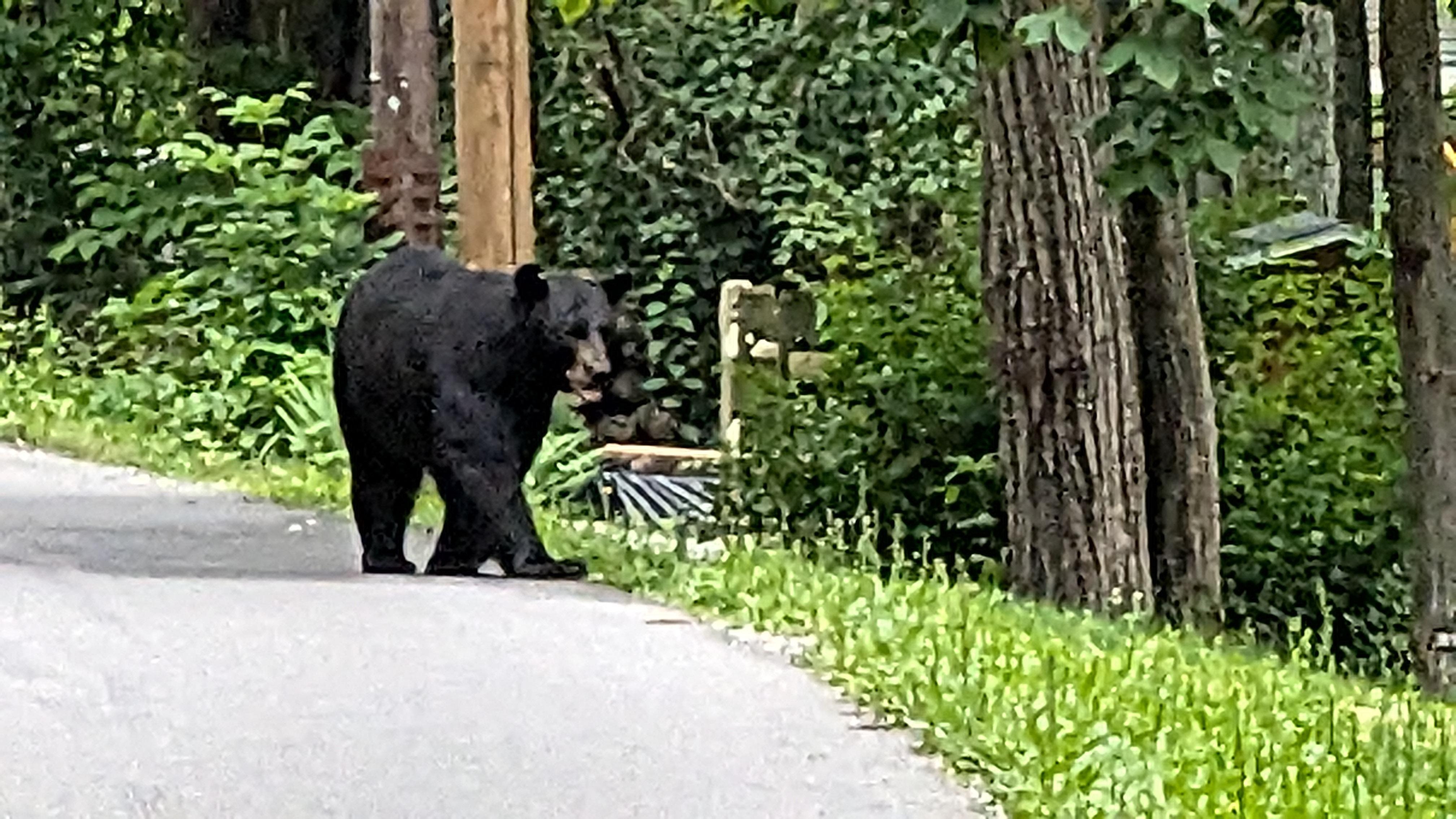 Just up the road...some excitement!