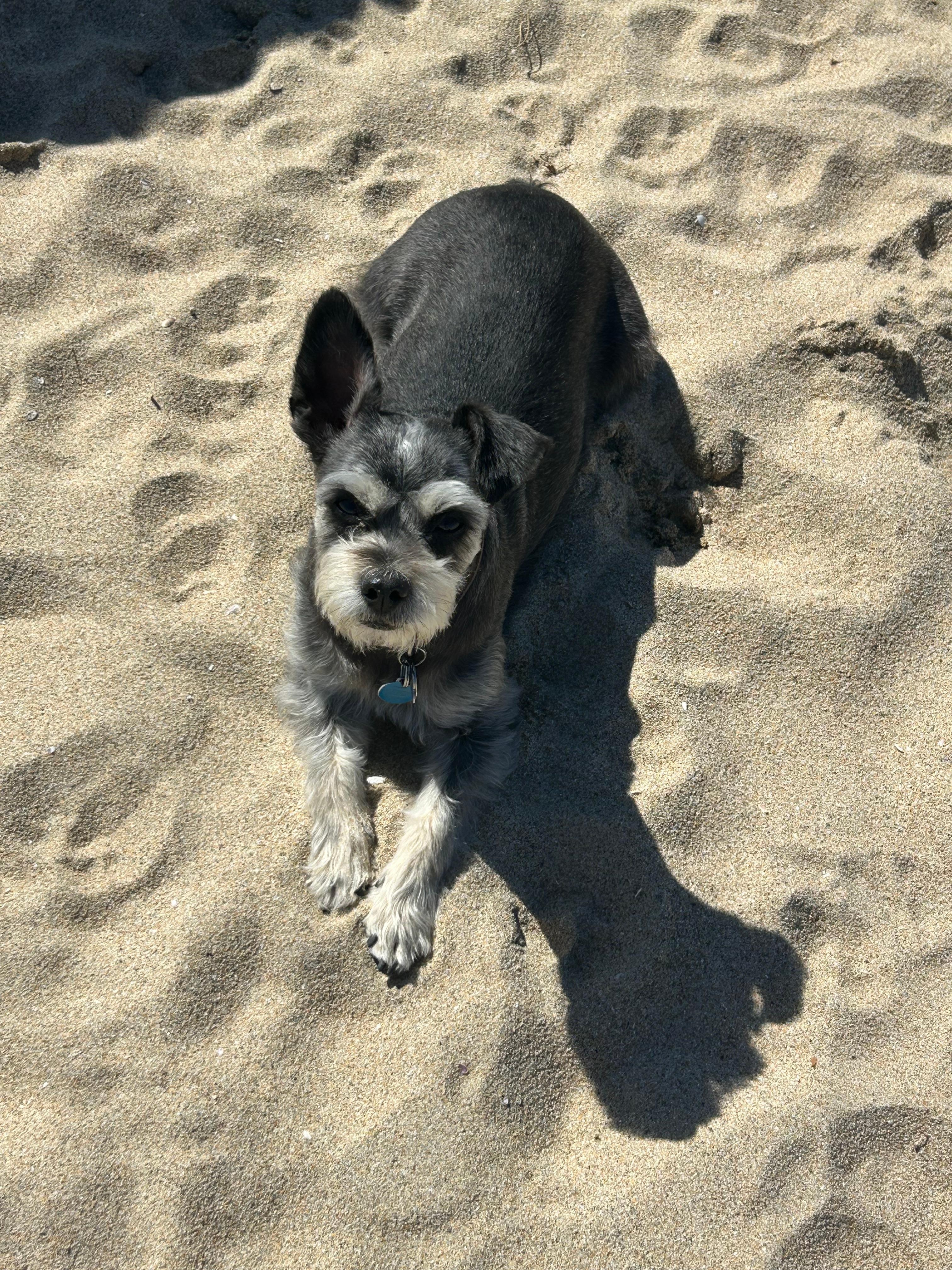 Our miniature schnauzer tanning at the beach