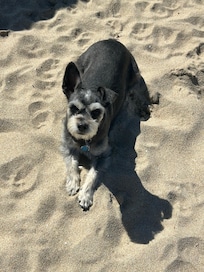 Our miniature schnauzer tanning at the beach