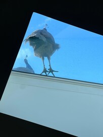 Peacock through the skylight