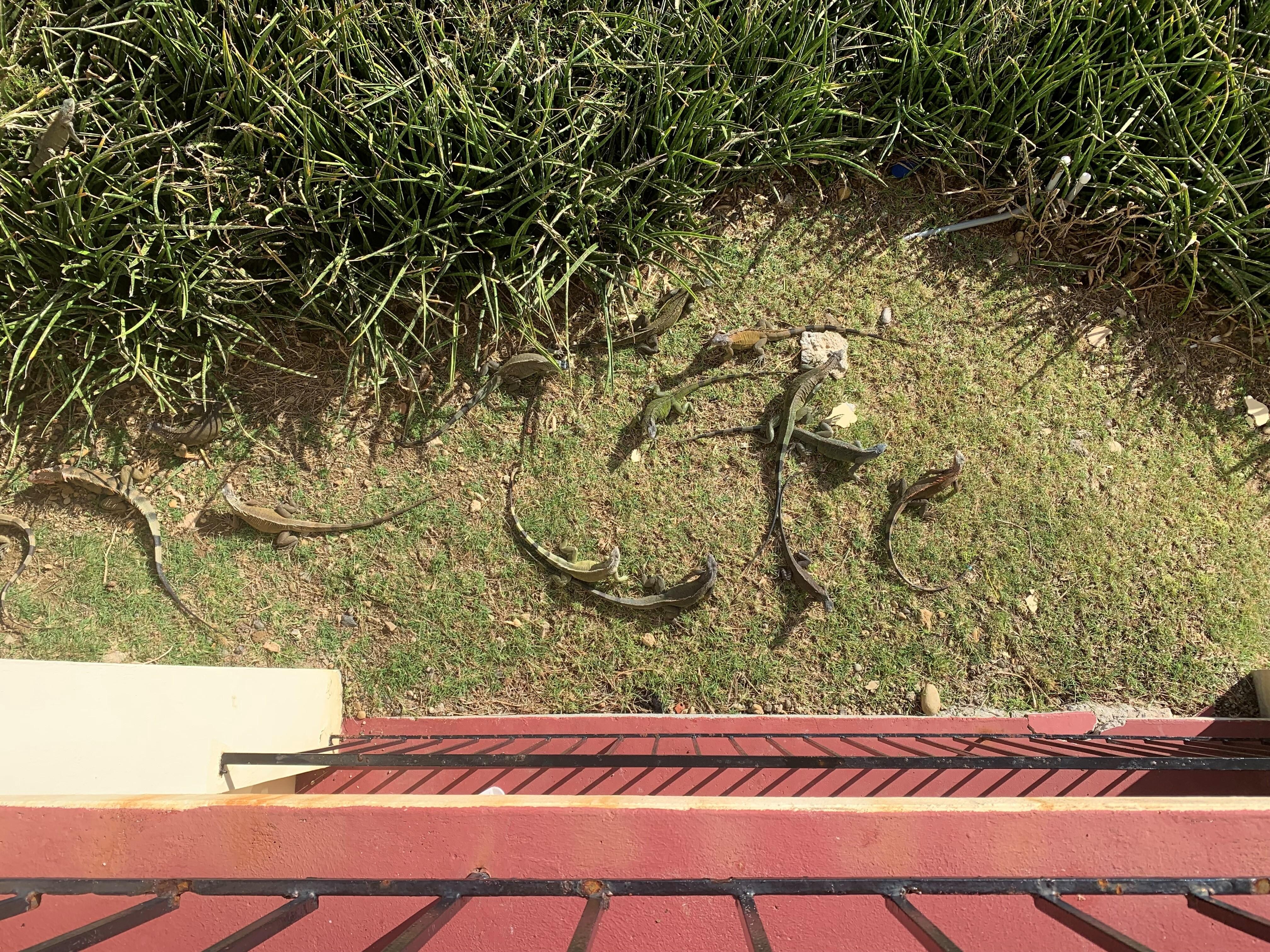 Iguanas below!