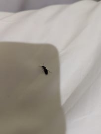Ant on bed