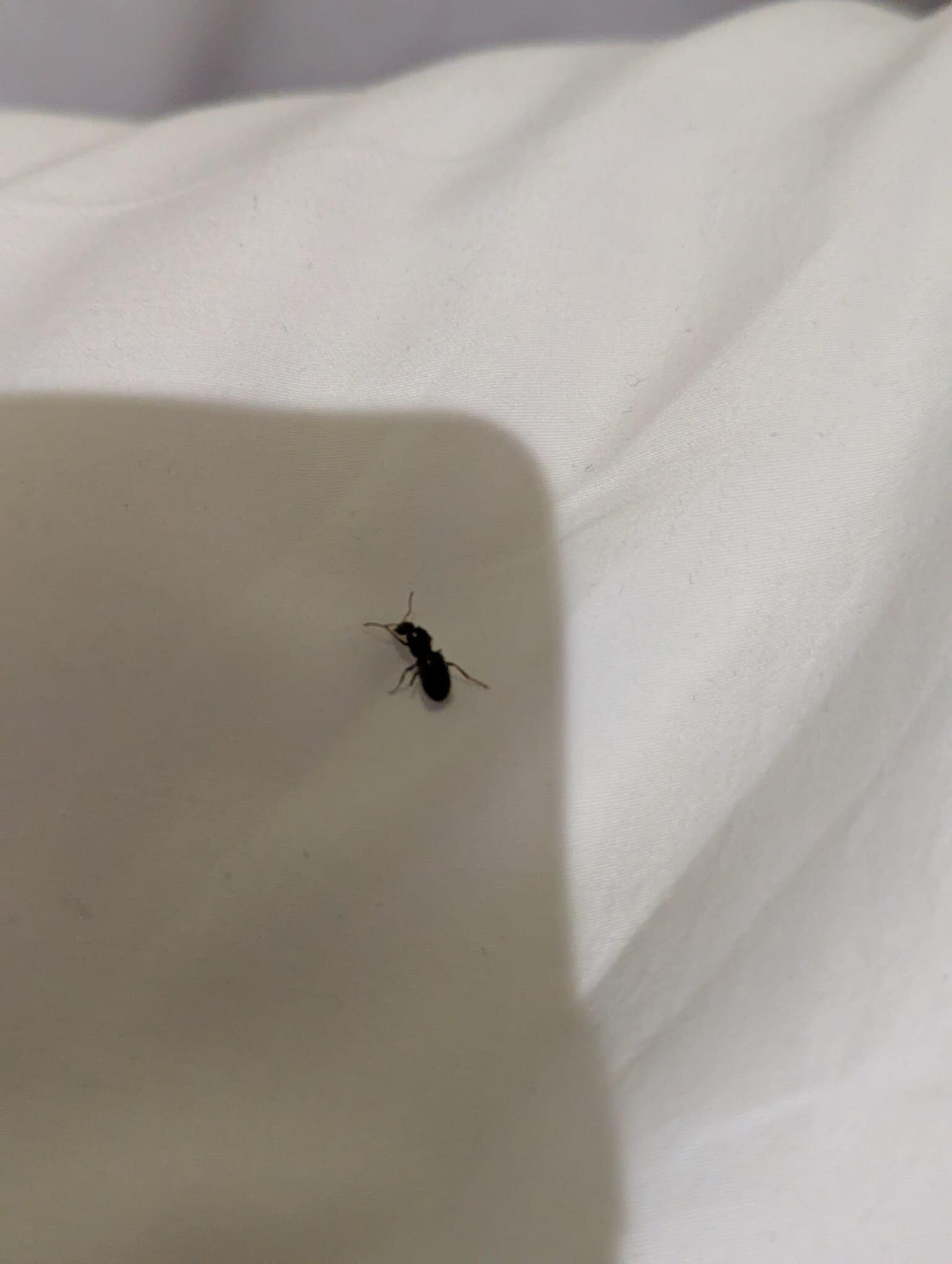 Ant on bed