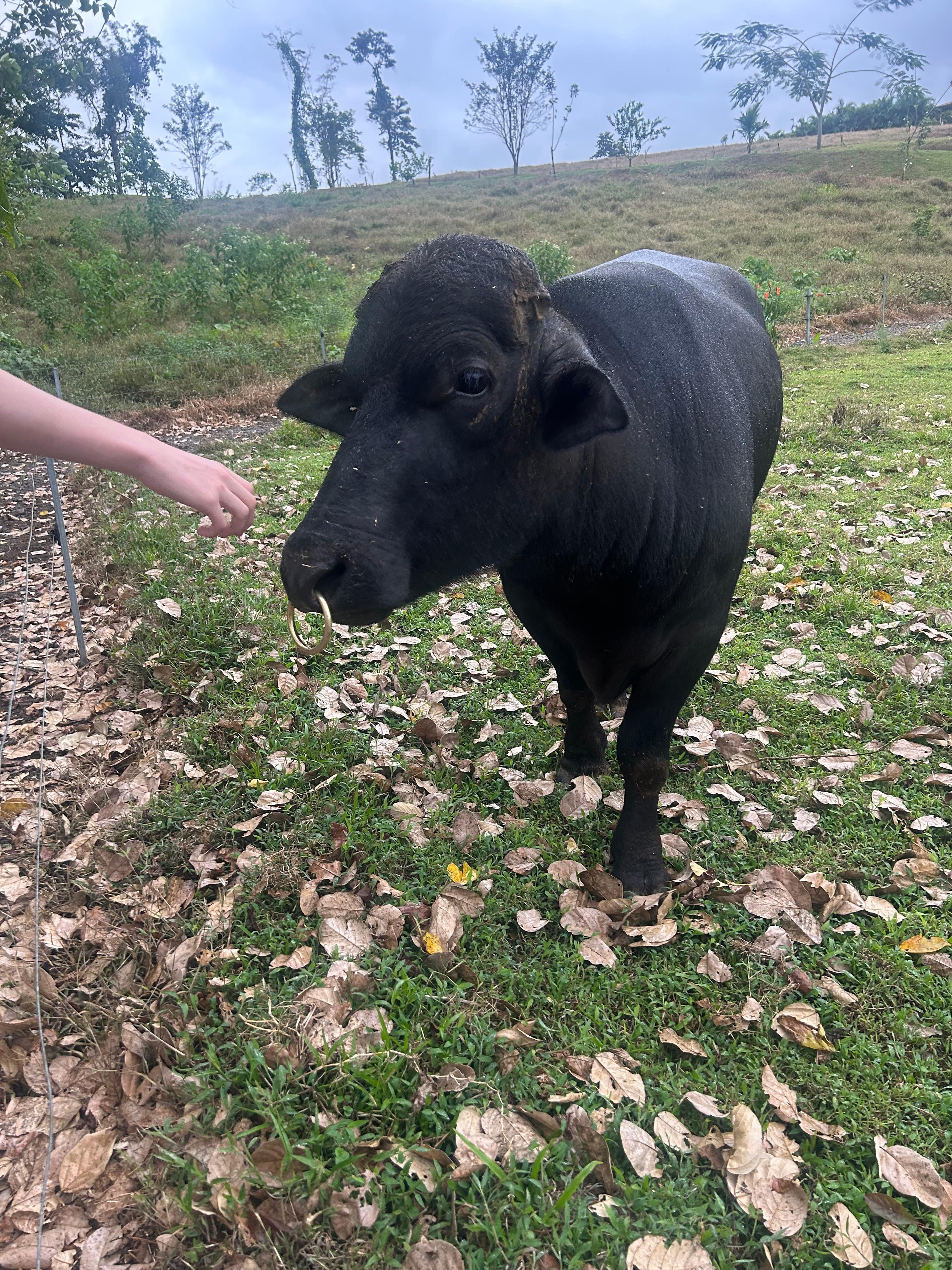 Baloo, the gentle giant. 