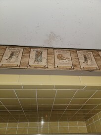 mold in bathroom ceiling