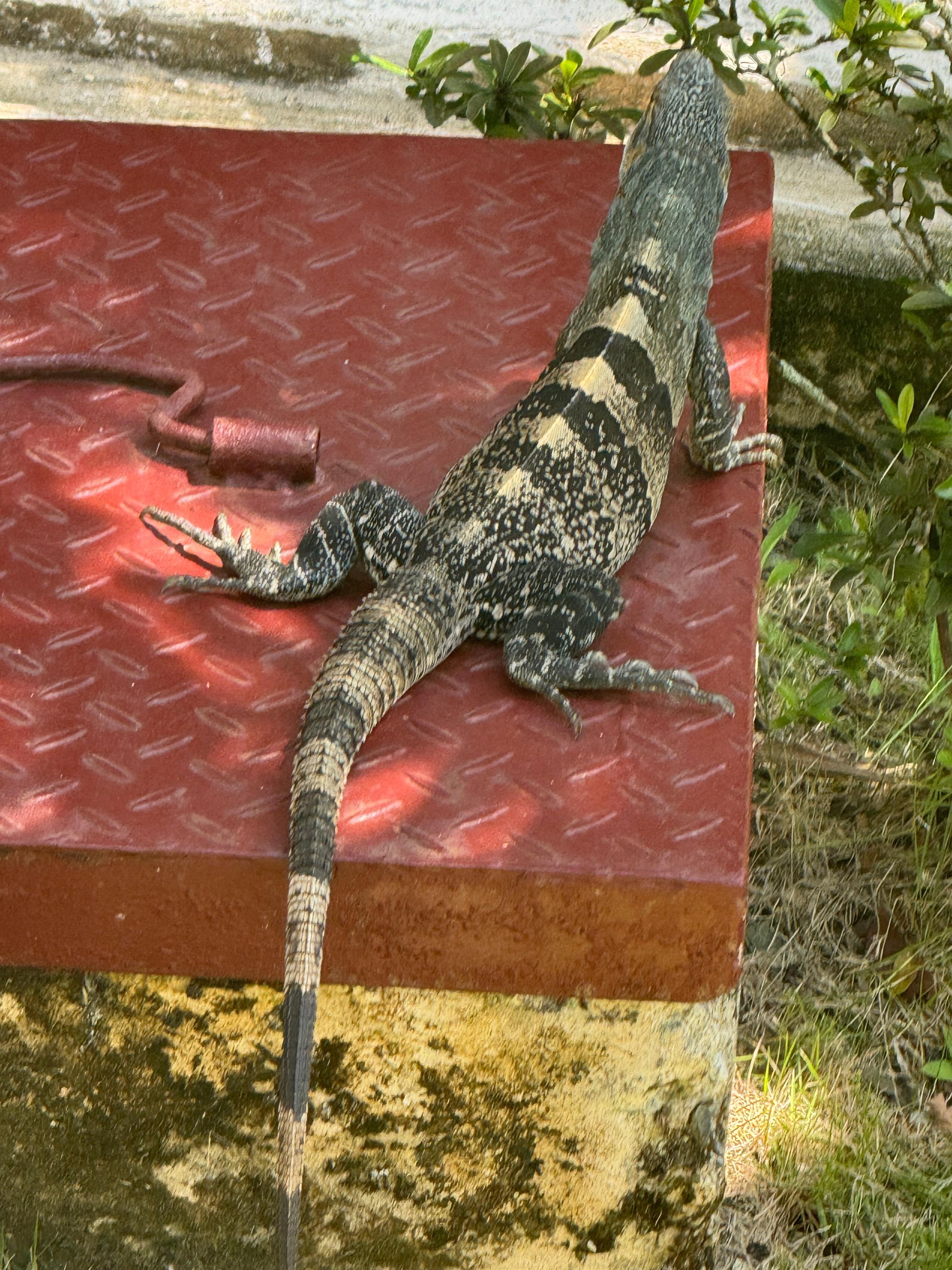 Local iguanas