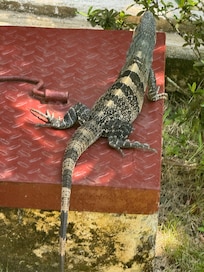 Local iguanas