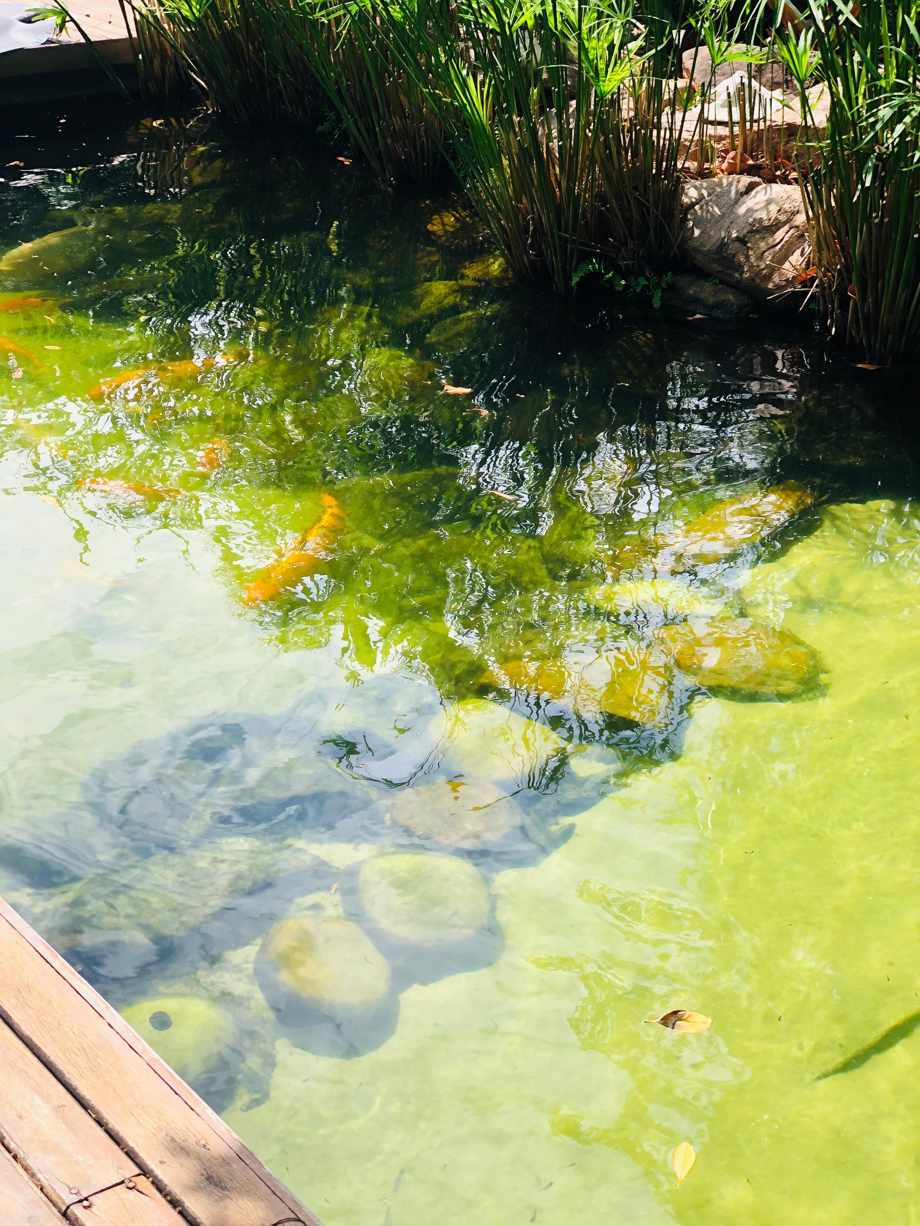 Piscina natural lindo mais 