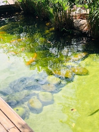 Piscina natural lindo mais
