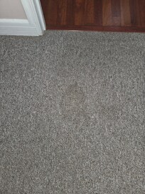 Pee stain on carpet