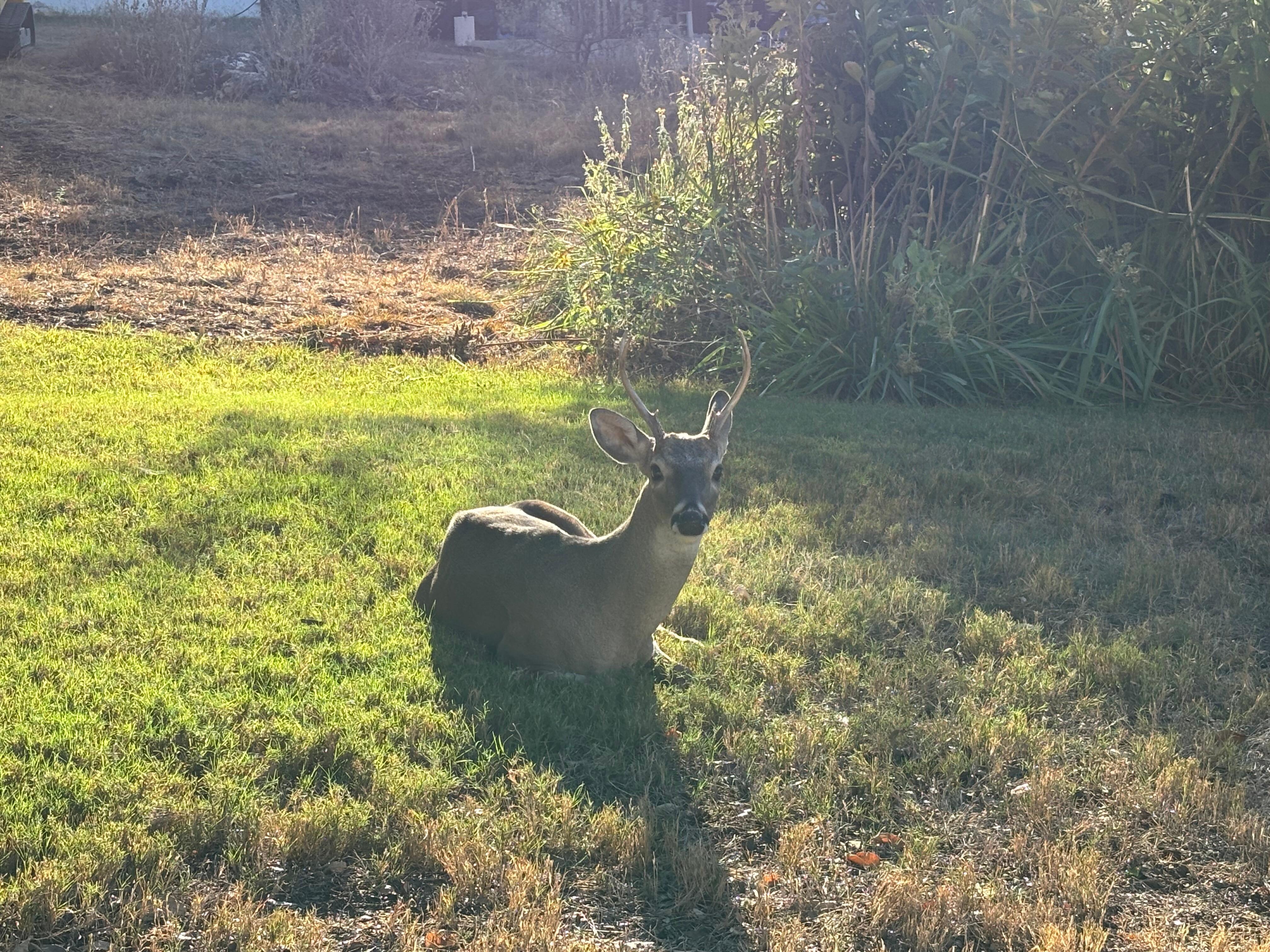 Lots of friendly deers to see
