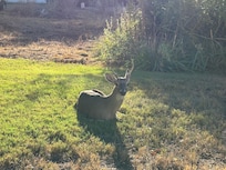 Lots of friendly deers to see