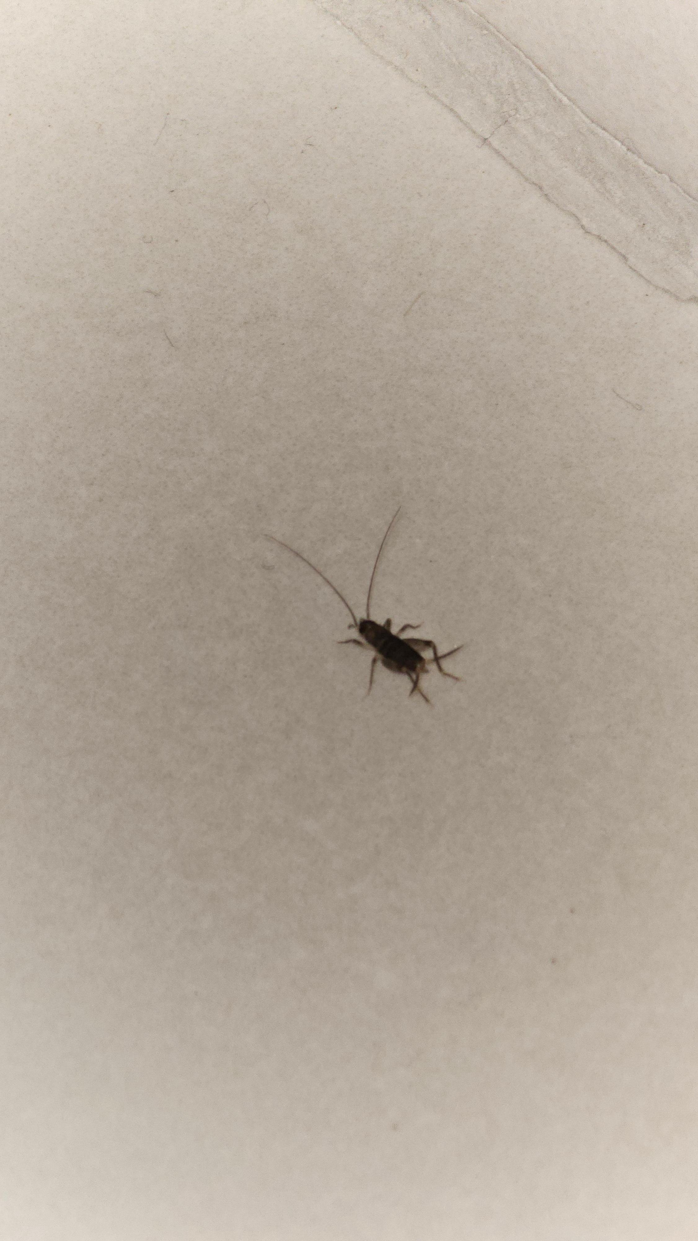 Insekten im Bett und Badezimmer 