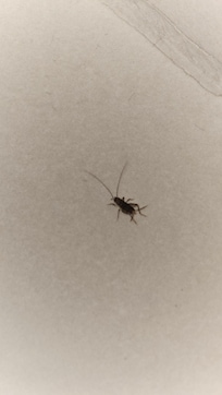 Insekten im Bett und Badezimmer