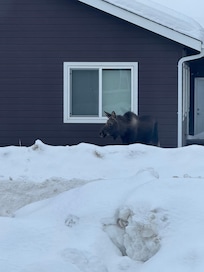 Took this photo through the front living room window of moose across the street.