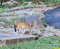 Mama fox (saw the pups afterward)