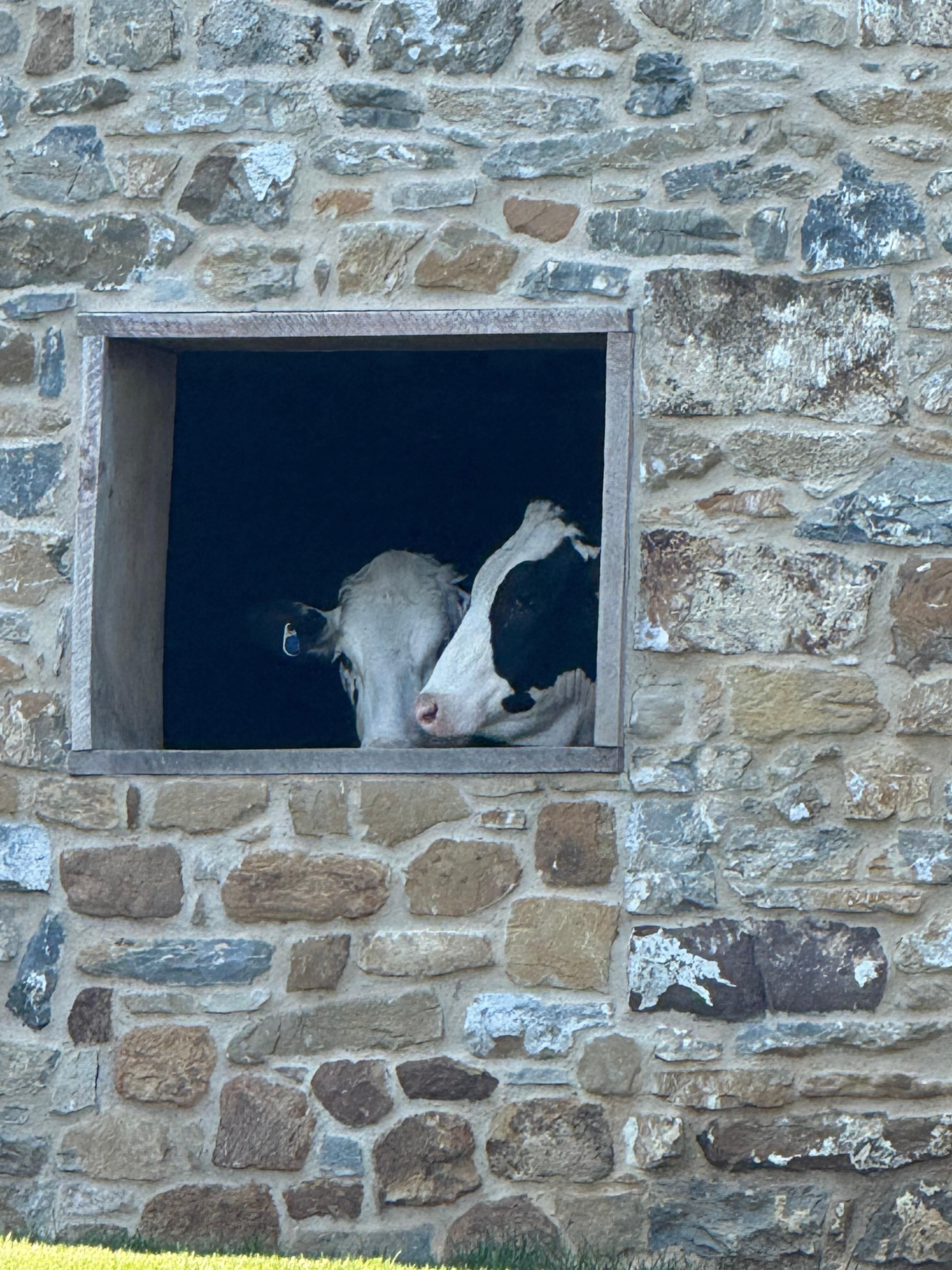 This was where you could pet the cows, they seemed to be used to this!