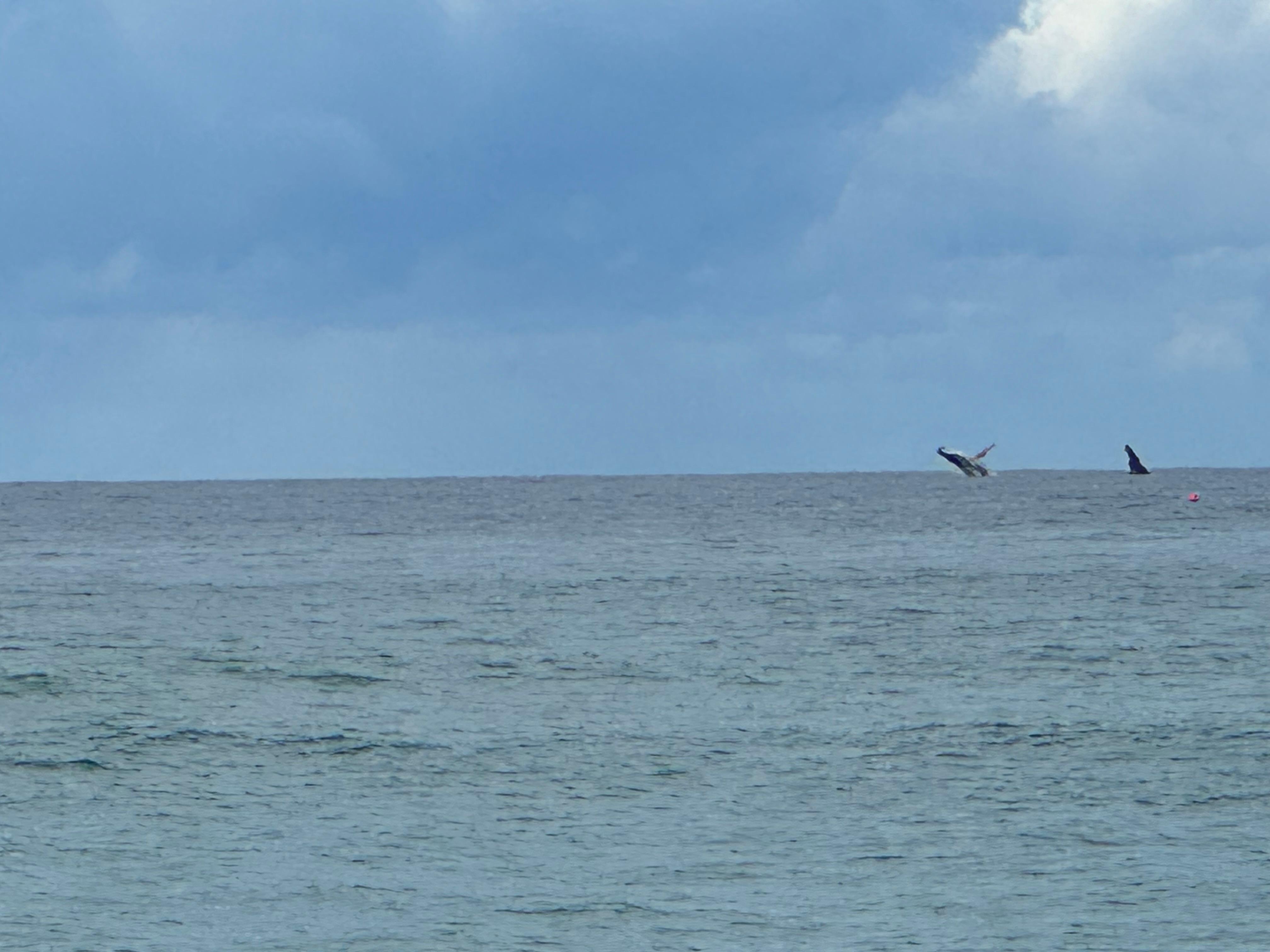 Whales from the beach