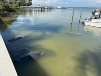 Manatees at Jensen’s