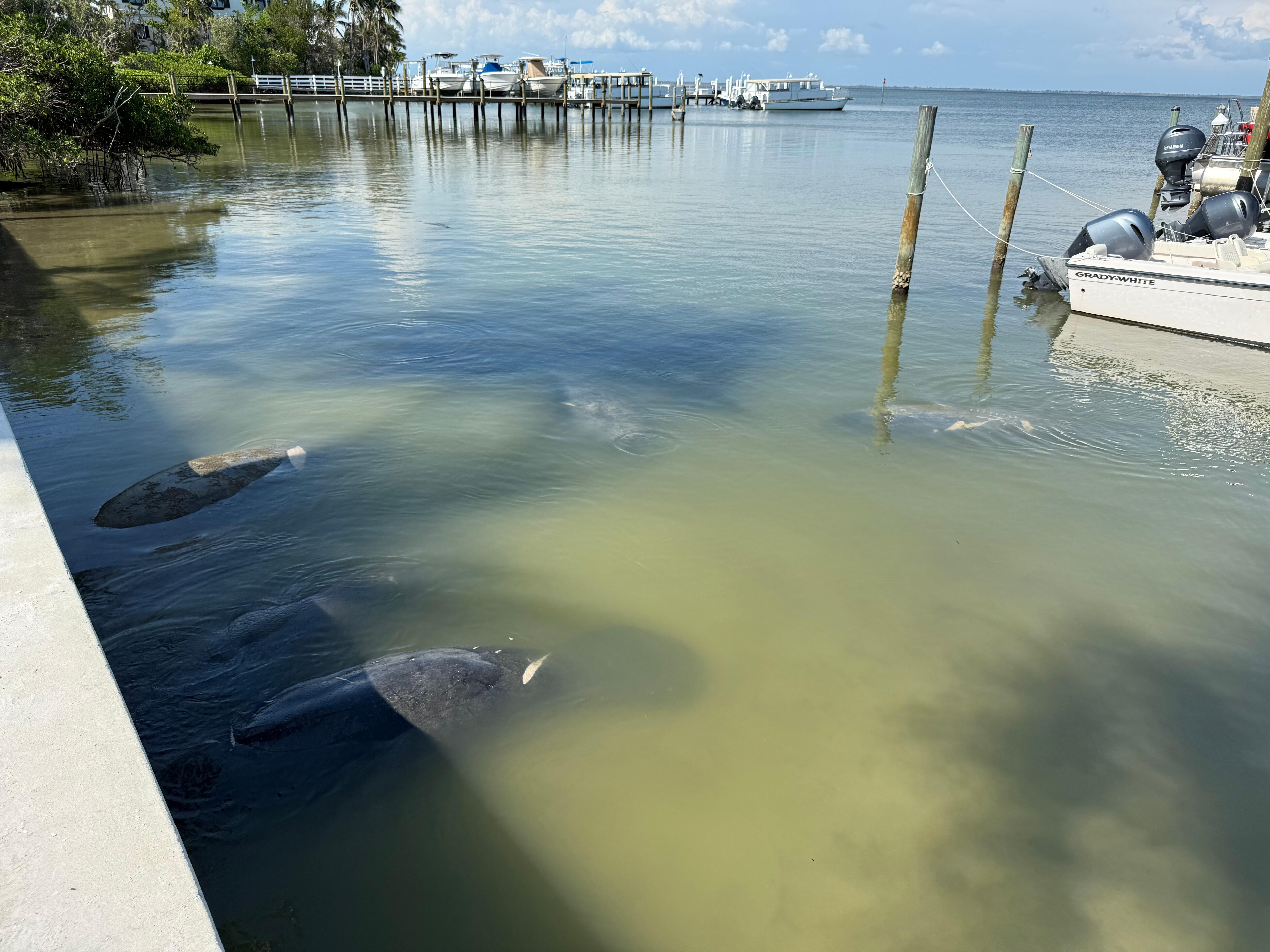 Manatees at Jensen’s
