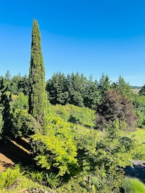 The backyard