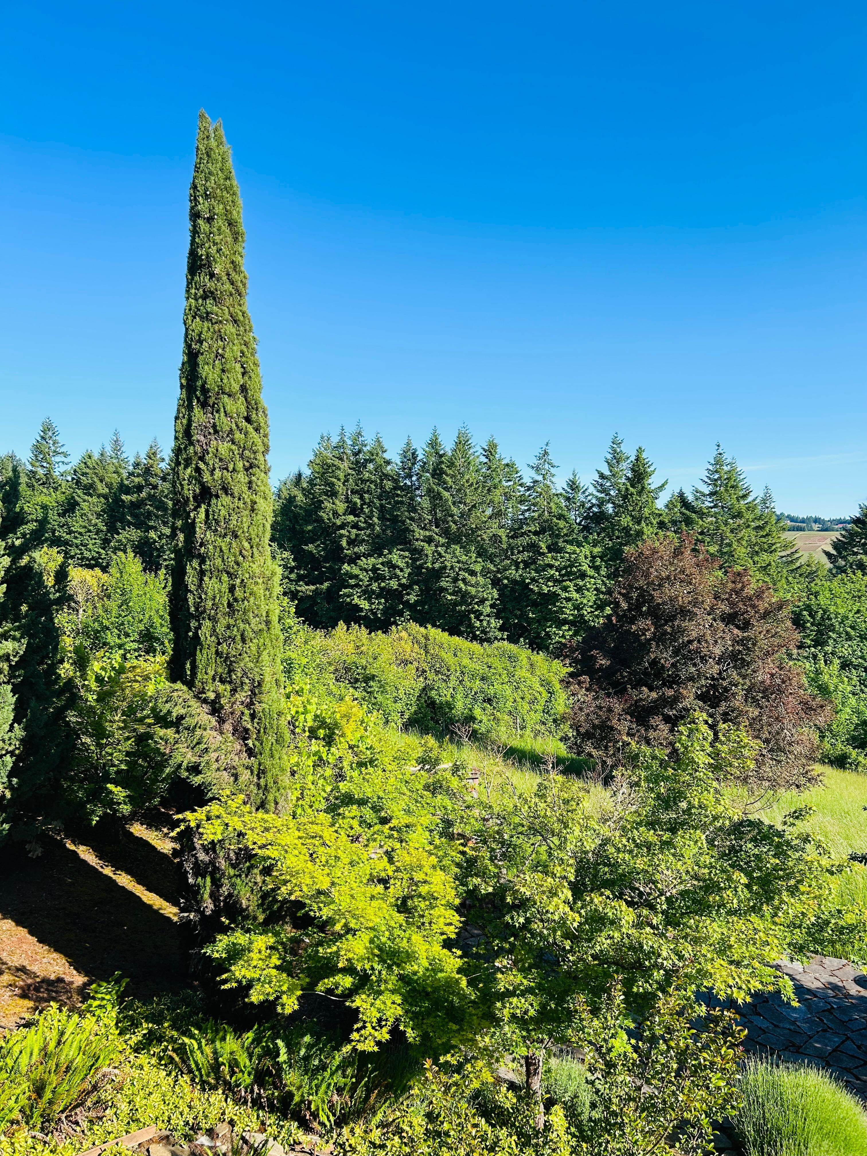 The backyard 