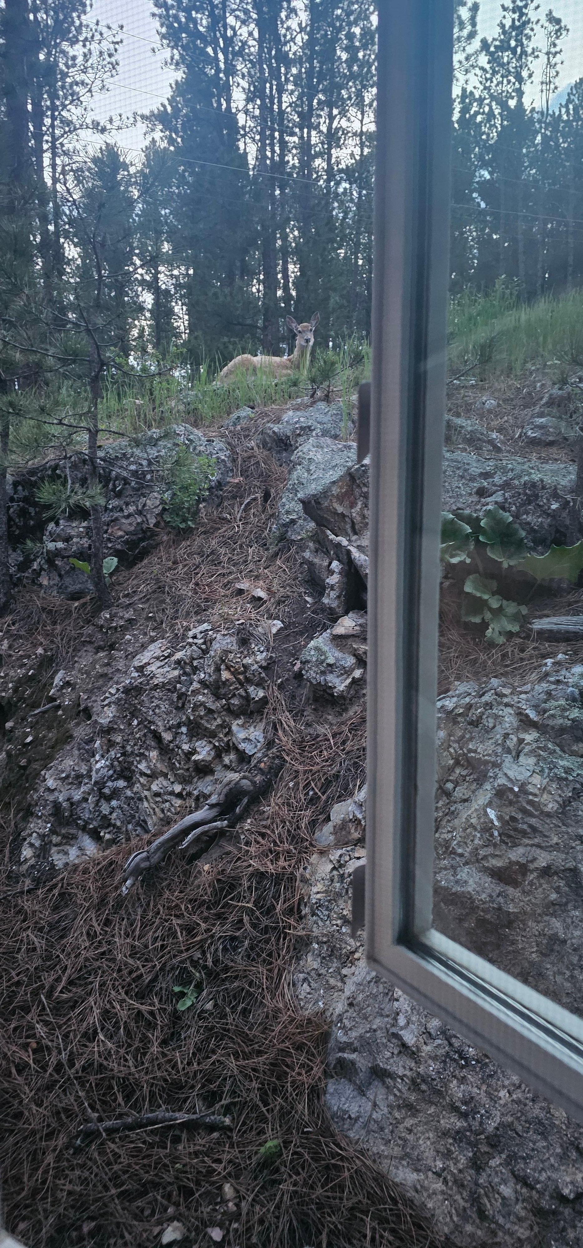 Deer outside the master bedroom window.