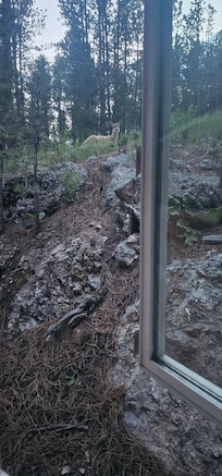 Deer outside the master bedroom window.