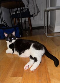 A cozy, pet-friendly place to live and work during the week.