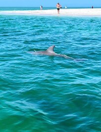 Saw so many Dolphin !