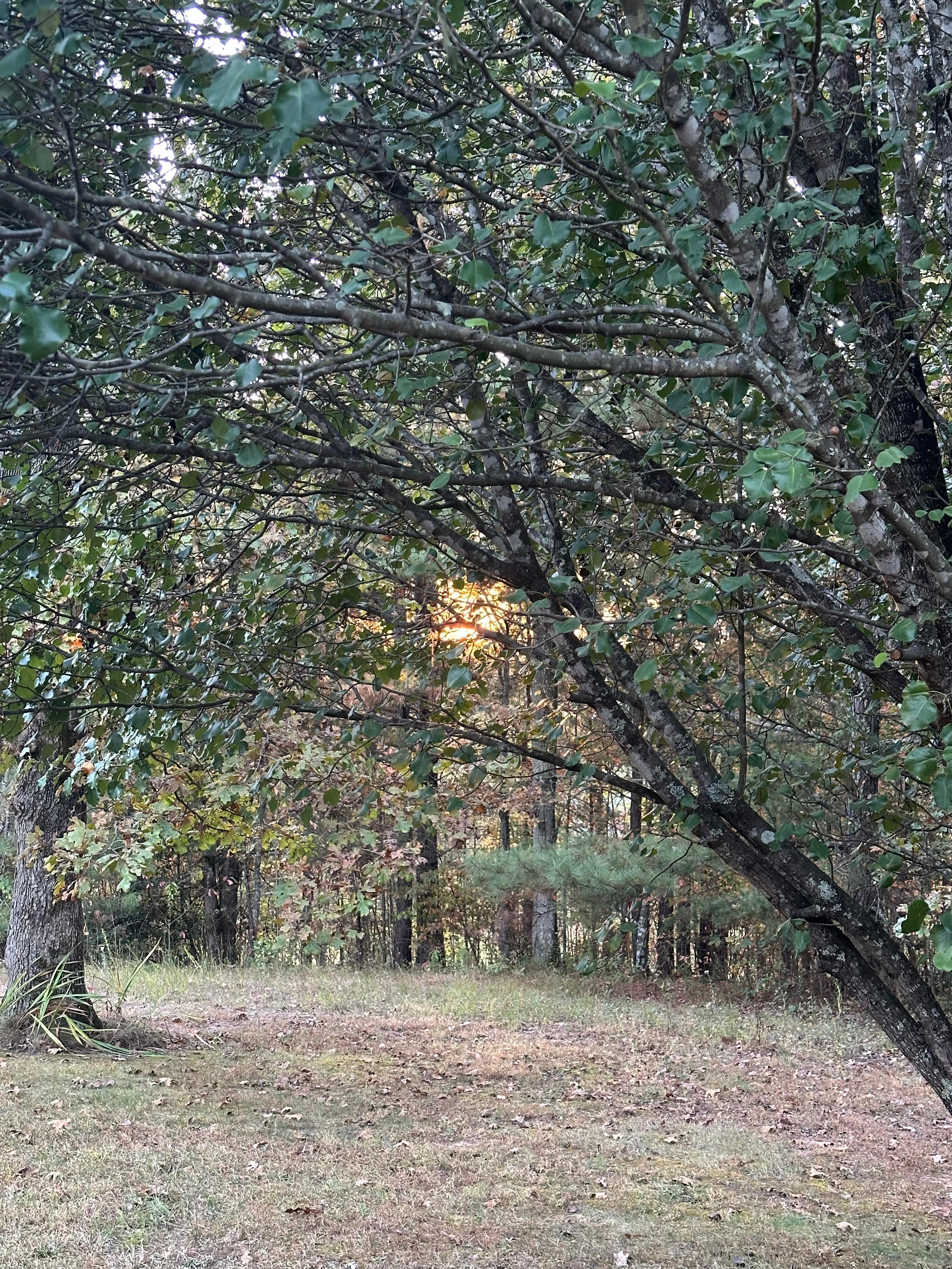 Side yard view from the back porch. 