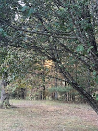 Side yard view from the back porch.