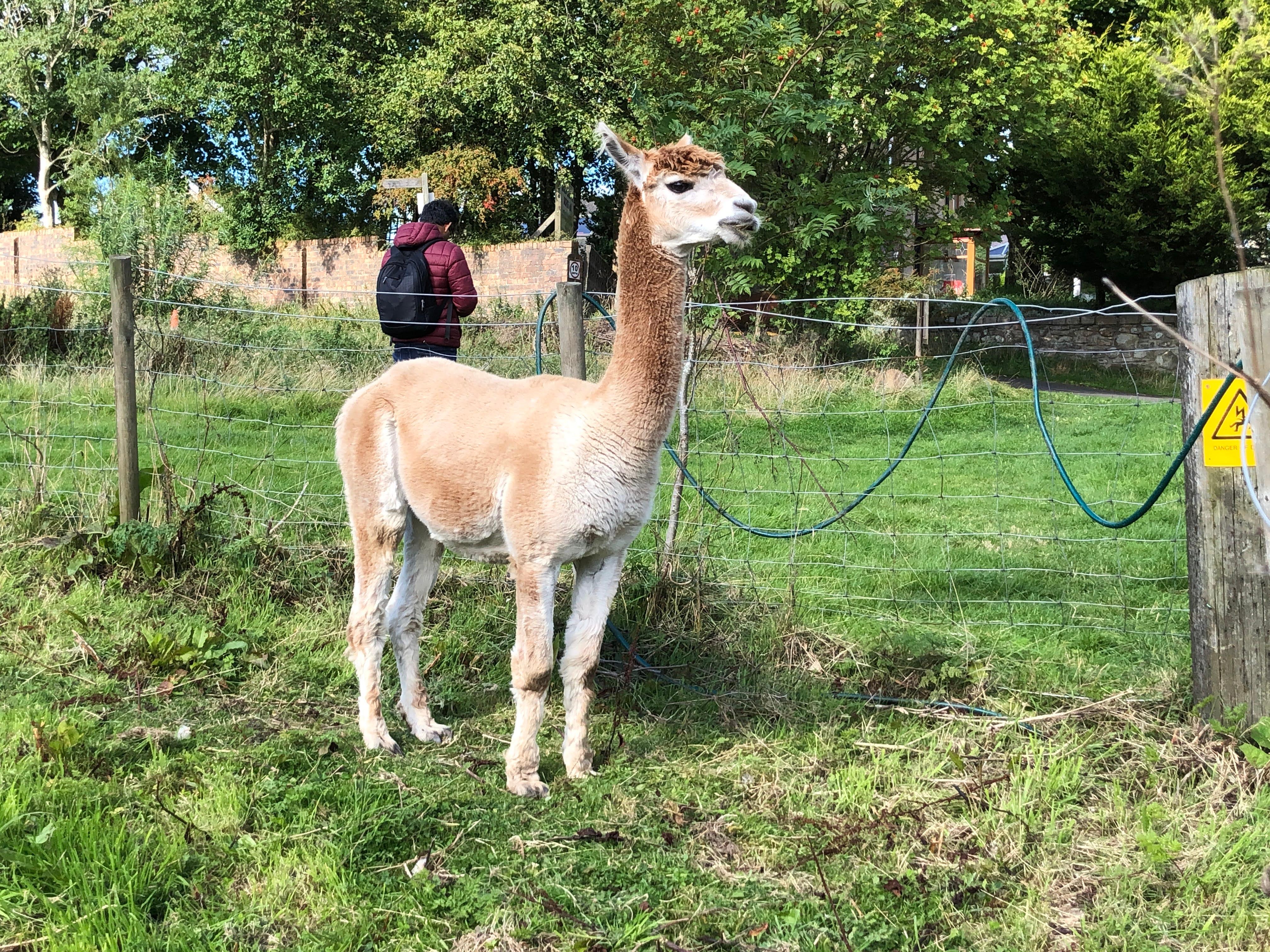 Alpaca Care