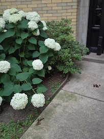 Entrance walkway with dog mess.... Great! Just nice