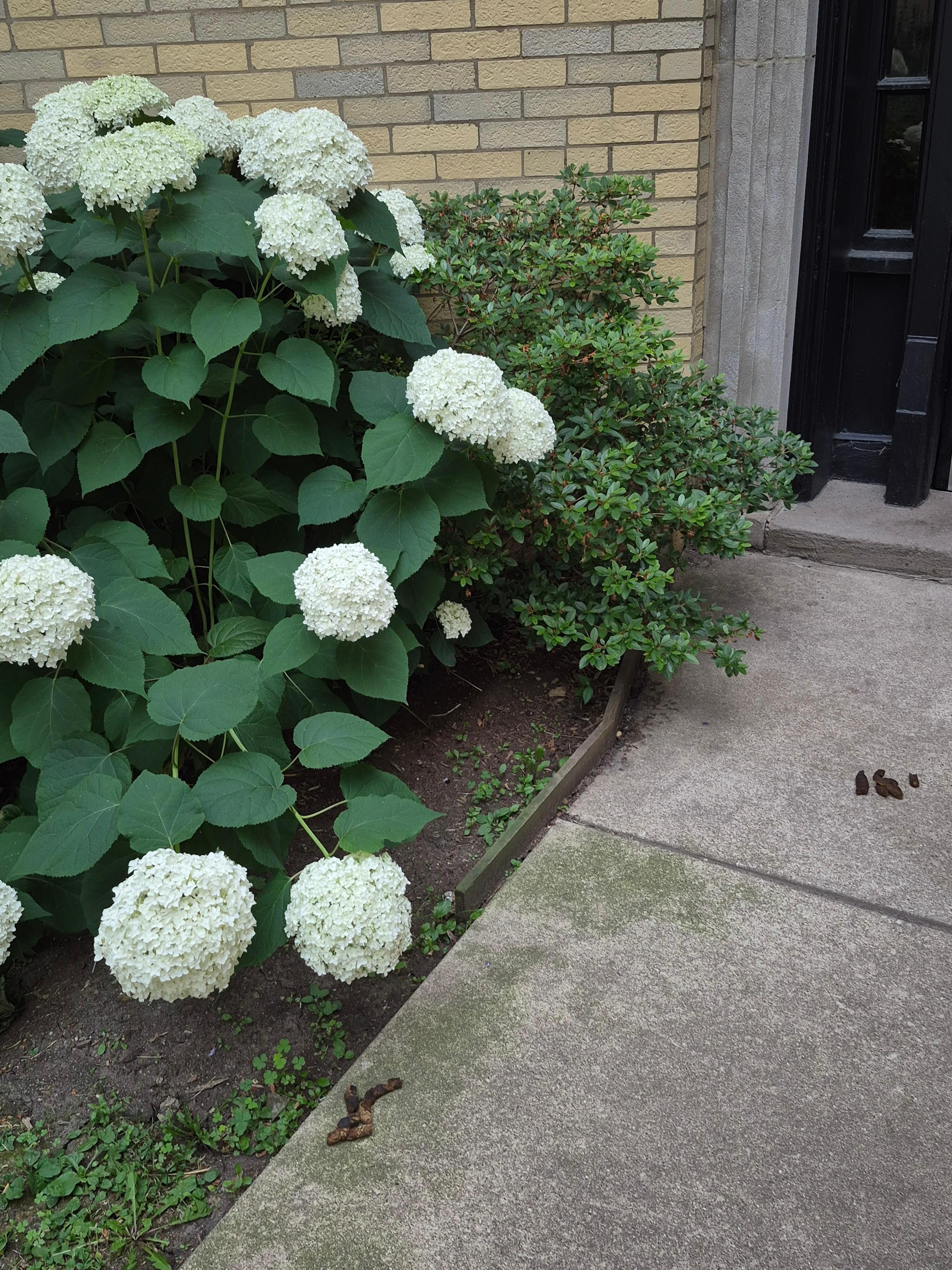 Entrance walkway with dog mess.... Great! Just nice