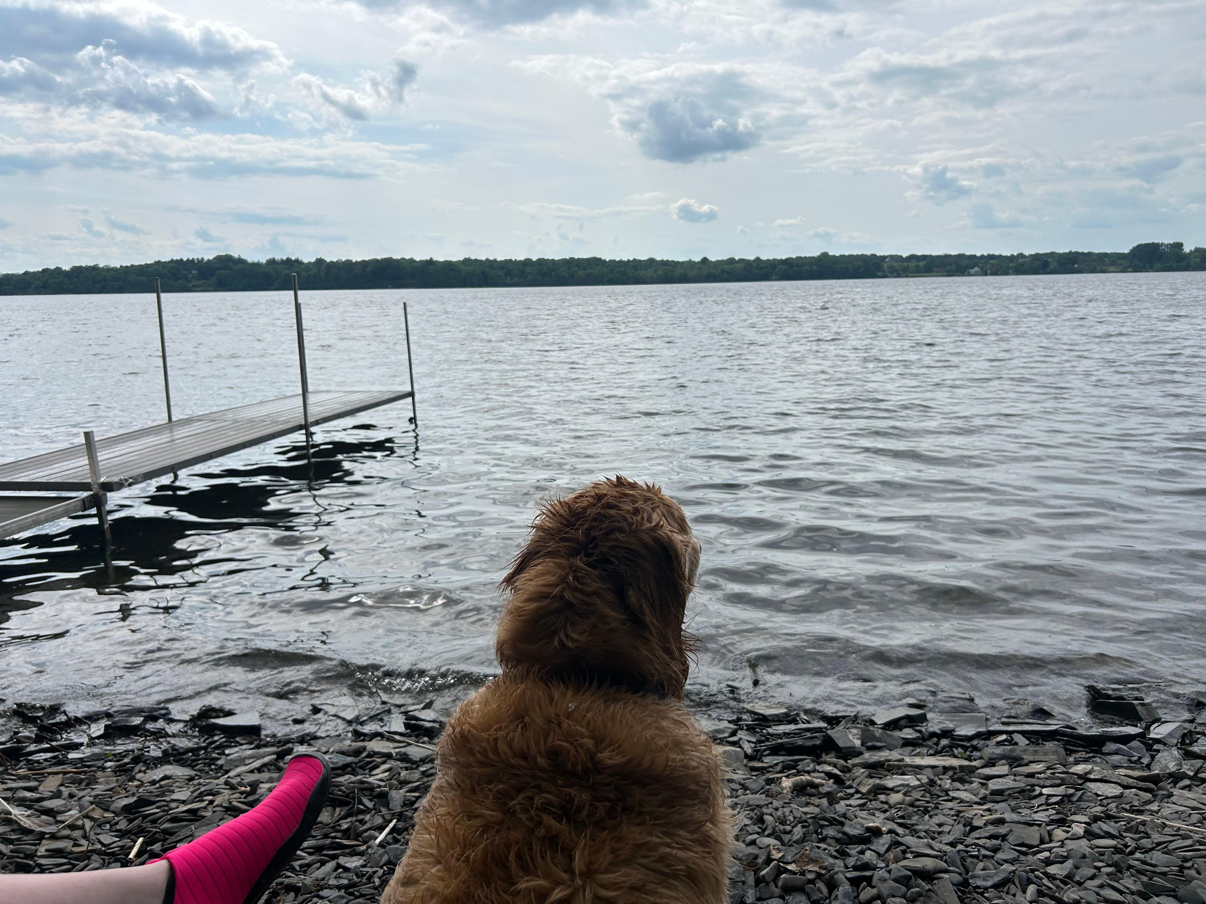 Our senior pup after a long swim 