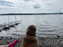 Our senior pup after a long swim